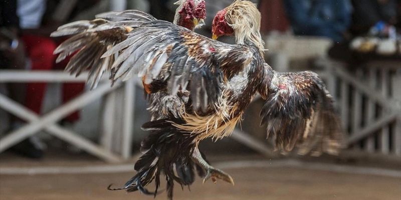 Chế độ dinh dưỡng giai đoạn phù hợp