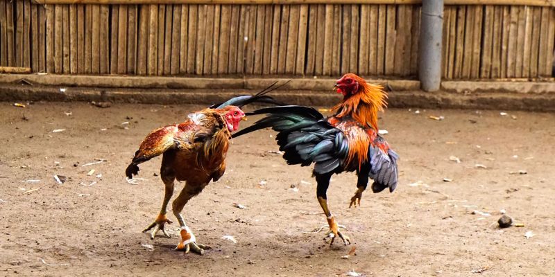 Môi trường là tiêu chí quan trọng trong cách nuôi gà đá