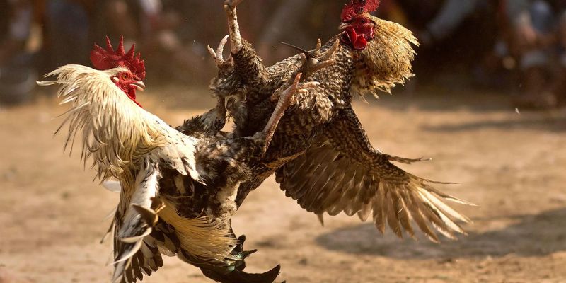 Luật đá gà Thomo cực kỳ đơn giản