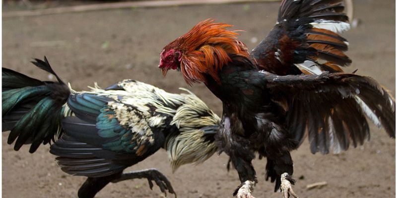 Sân chơi mang đến sự khác biệt nổi bật